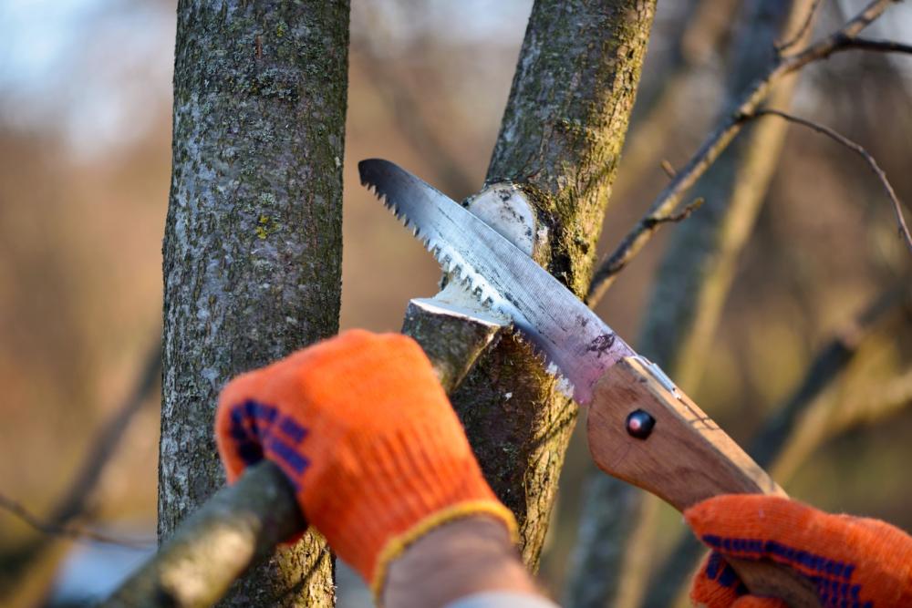 Soins aux arbres à Waremme