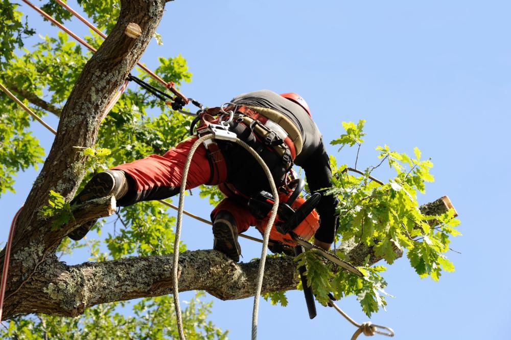 Entretien des arbres à Waremme
